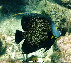 snorklin and found this fella posing. by Steve Sutton 